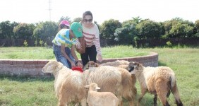 Play with farm animals